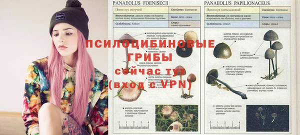 ПСИЛОЦИБИНОВЫЕ ГРИБЫ Аркадак